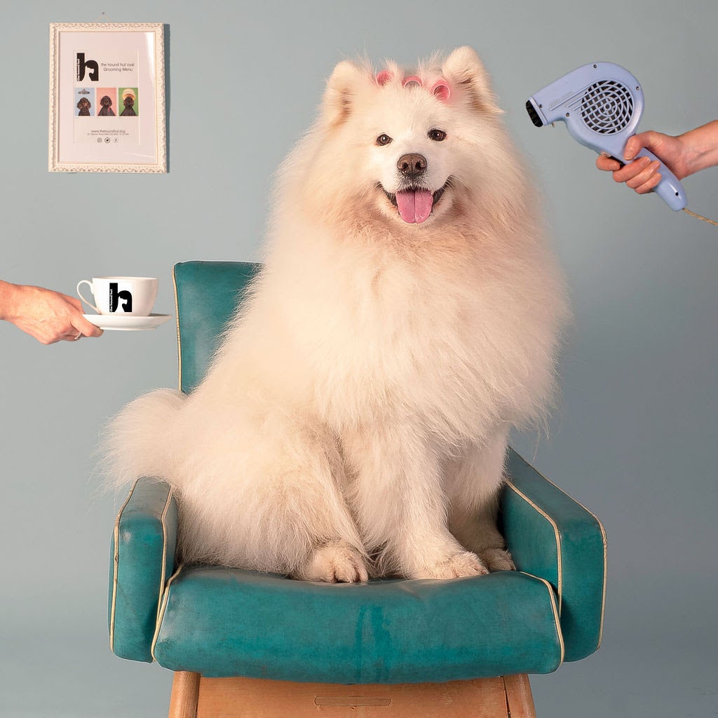 Hound store dog grooming